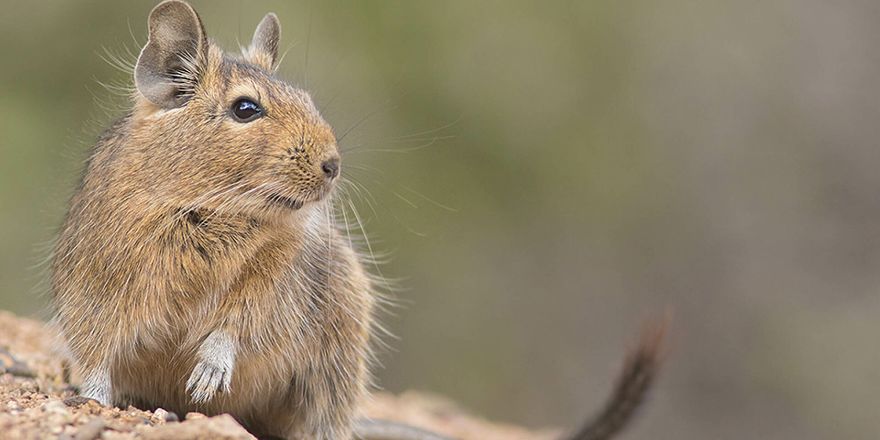 Investigadores de la U. de Chile proponen al Degú como nuevo modelo para estudiar la visión